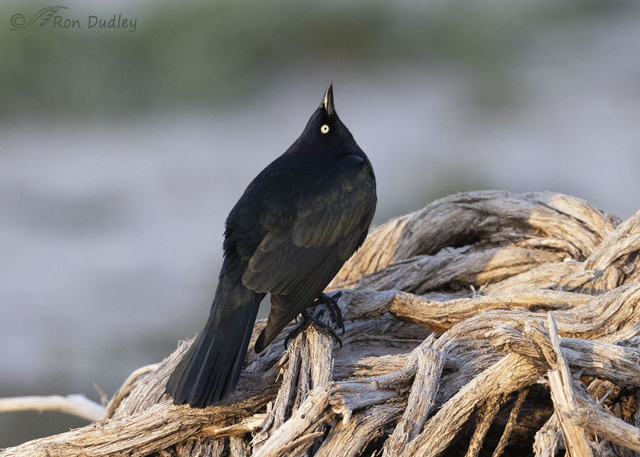 brewers-blackbird-8308-ron-dudle