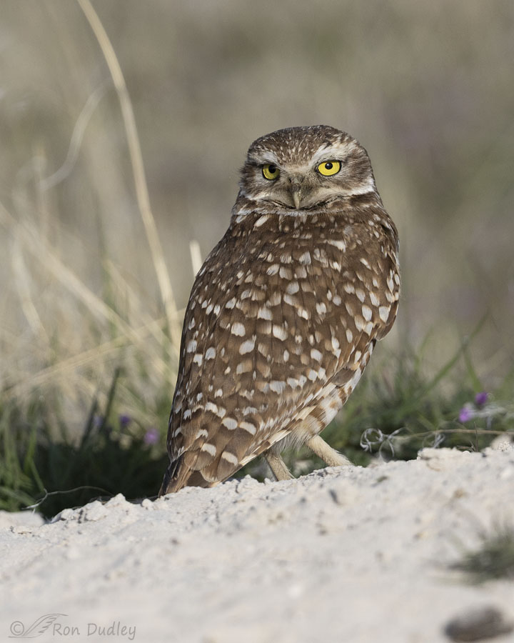 burrowing-owl-8946-ron-dudley
