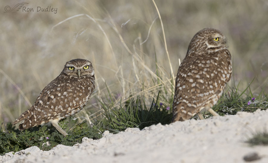 burrowing-owl-8955-ron-dudley