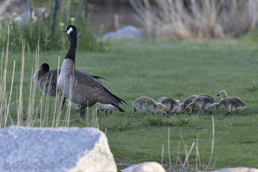 canada-goose-0915-ron-dudley