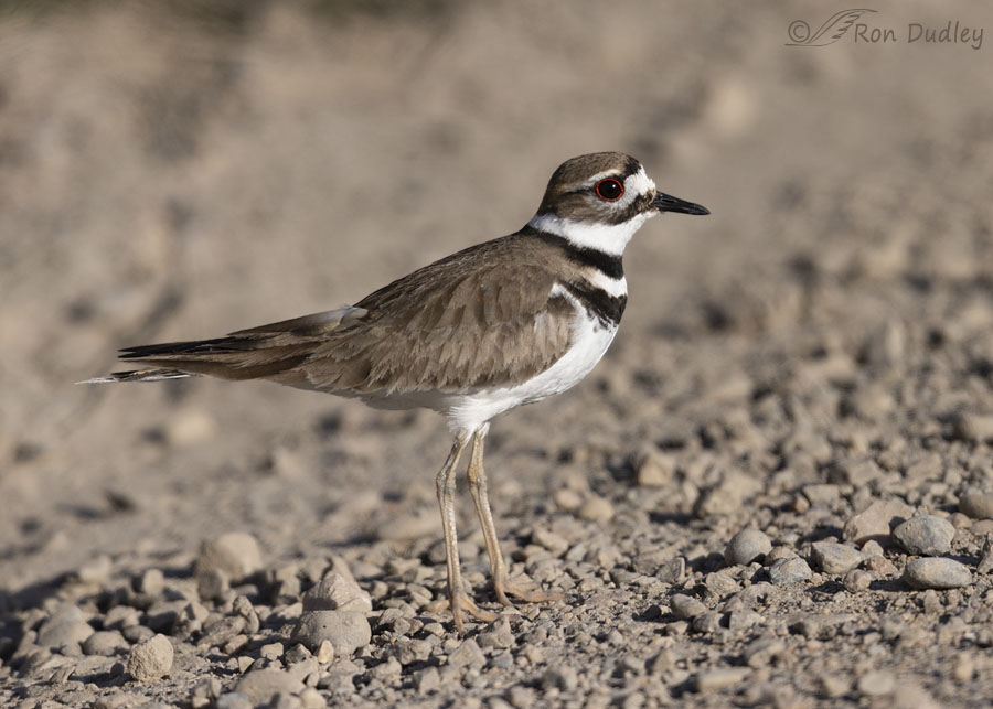 killdeer-8028-ron-dudley