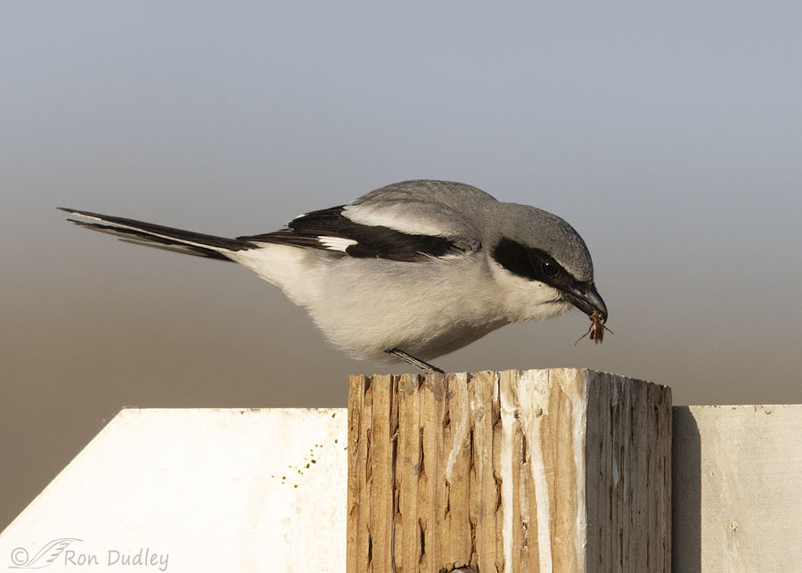 loggerhead-shrike-8790-ron-dudle