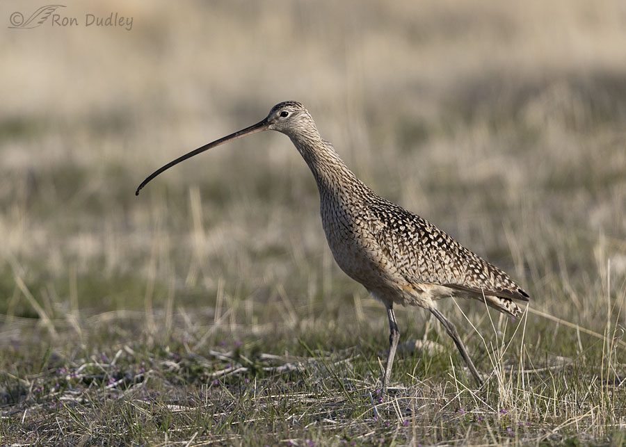 long-billed-curlew-8743-ron-dudley