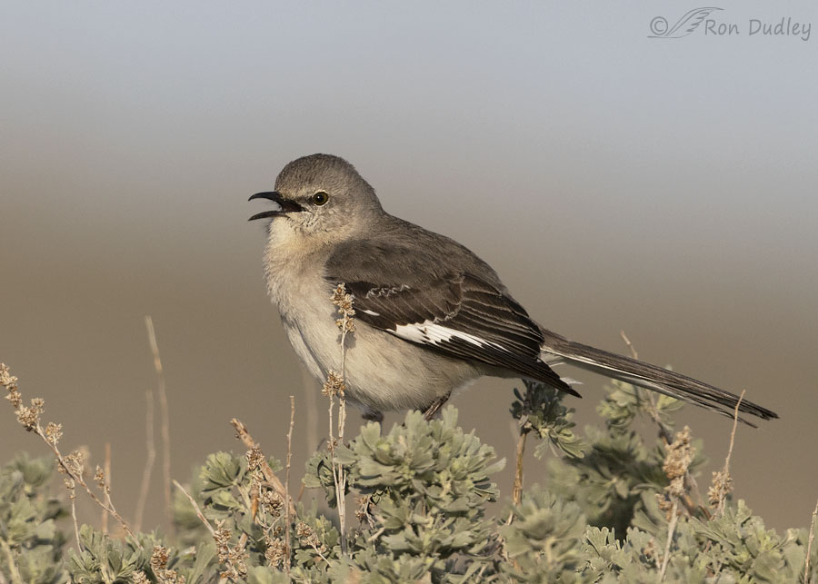 northern-mockingbird-8845-ron-dudley