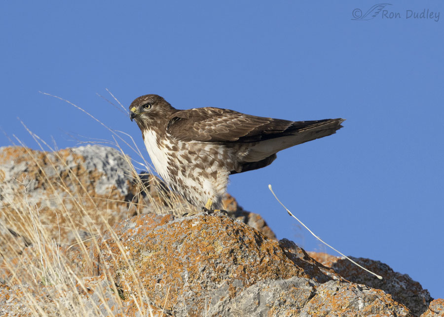 red-tailed-hawk-7771-ron-dudley
