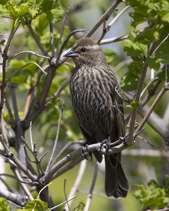red-winged-blackbird-9711-ron-dudley