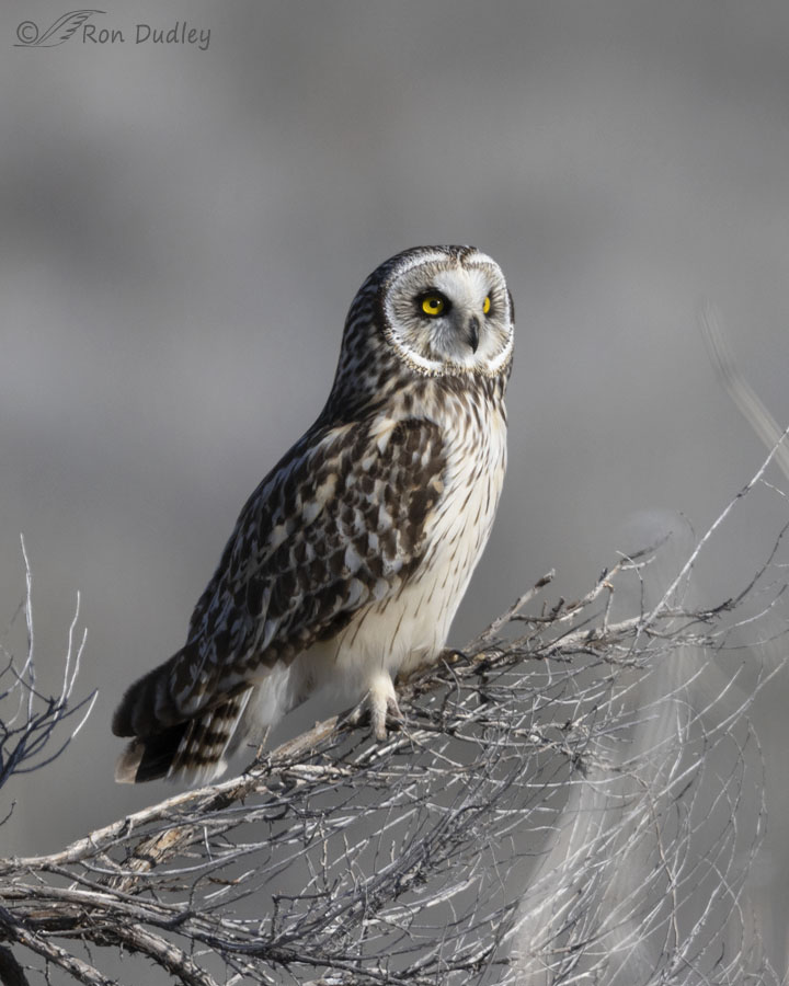 short-eared-owl-8144-ron-dudley