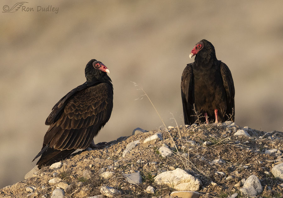 turkey-vulture-7551-ron-dudley