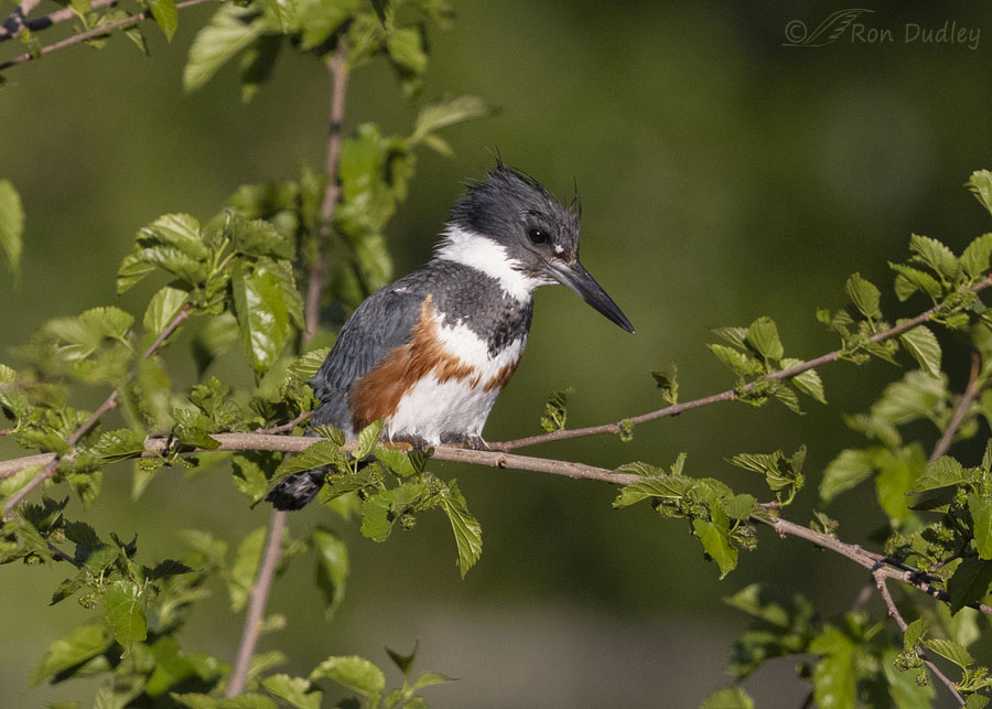 belted-kingfisher-1096-ron-dudley