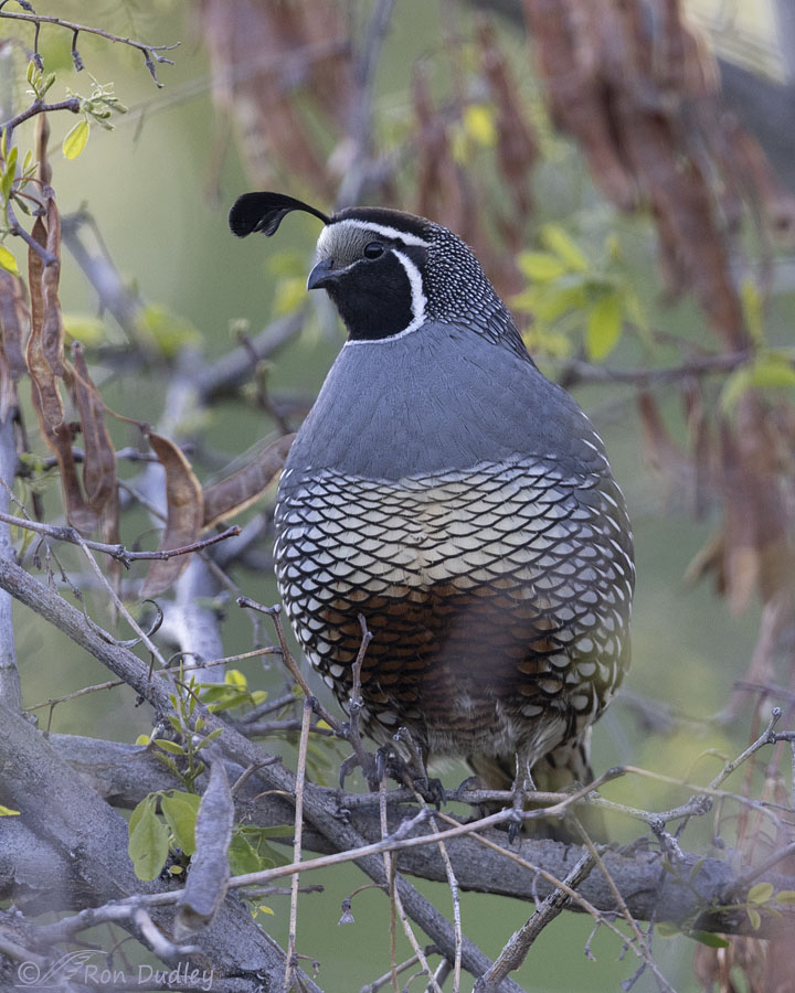 california-quail-0989-ron-dudley