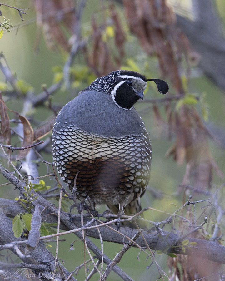 california-quail-1018-ron-dudley