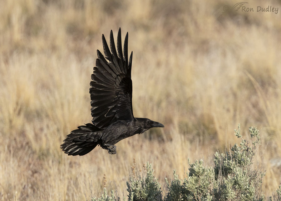 common-raven-1647-ron-dudley