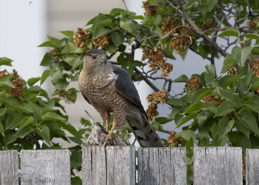 coopers-hawk-1432-ron-dudley