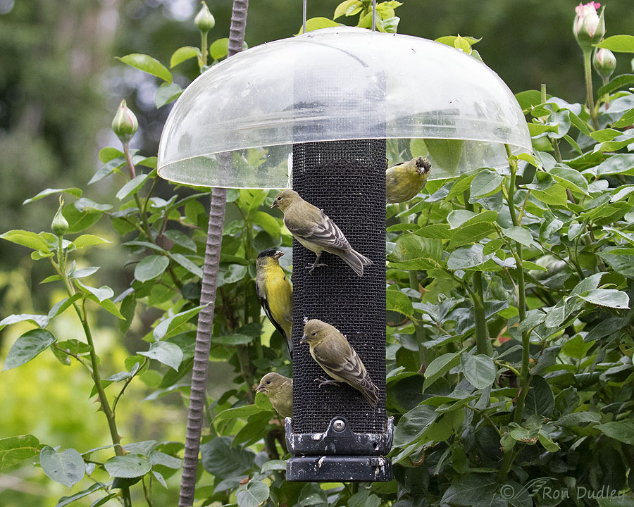 lesser-goldfinch-9727-ron-dudley