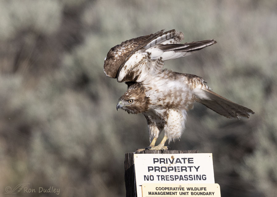 red-tailed-hawk-1695-ron-dudley