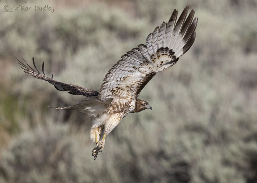 red-tailed-hawk-1825-ron-dudley