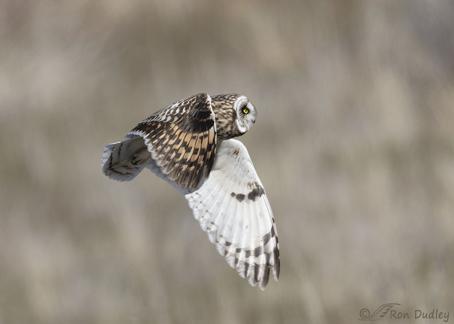 short-eared-owl-2206b-ron-dudley