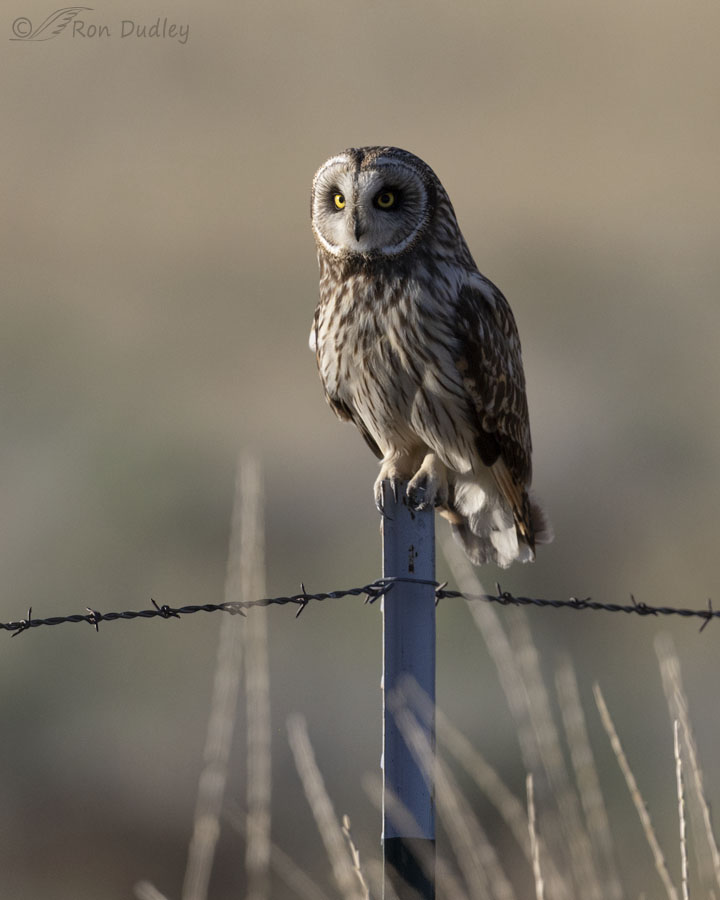 short-eared-owl-3586-ron-dudley