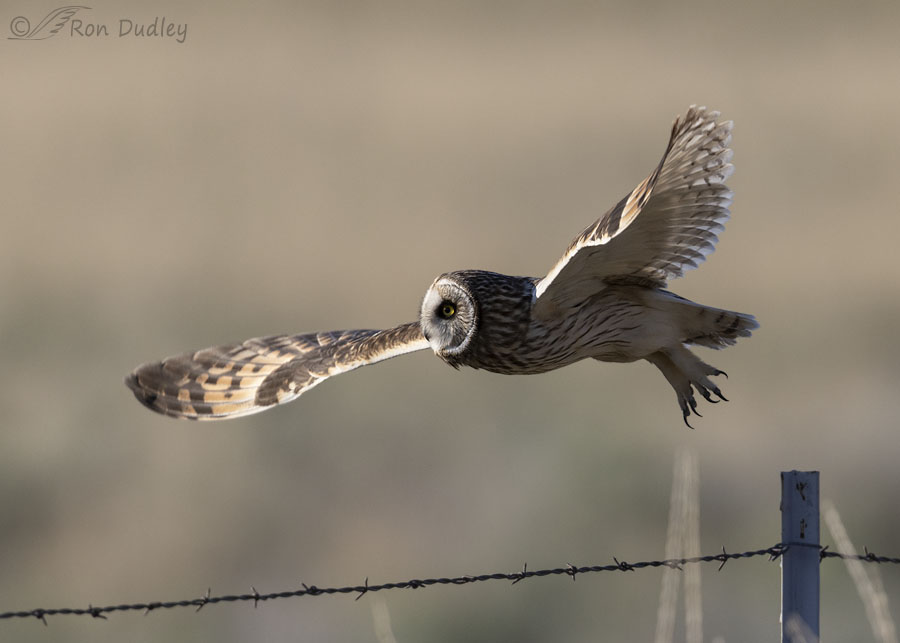 short-eared-owl-3587-ron-dudley