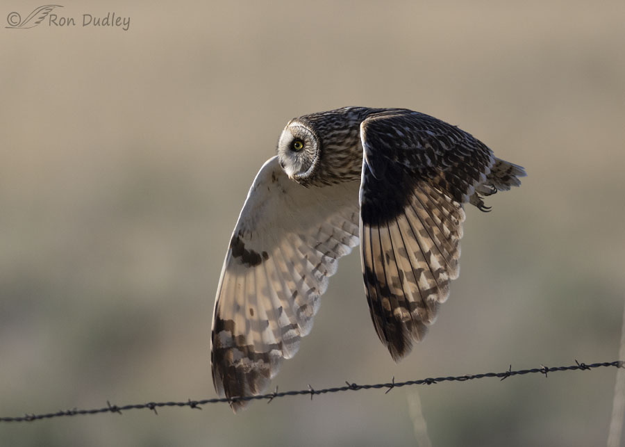 short-eared-owl-3588-ron-dudley