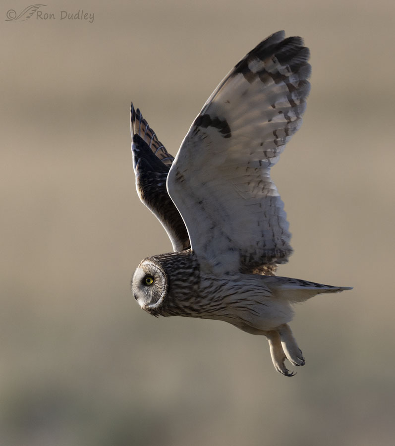 short-eared-owl-3589-ron-dudley