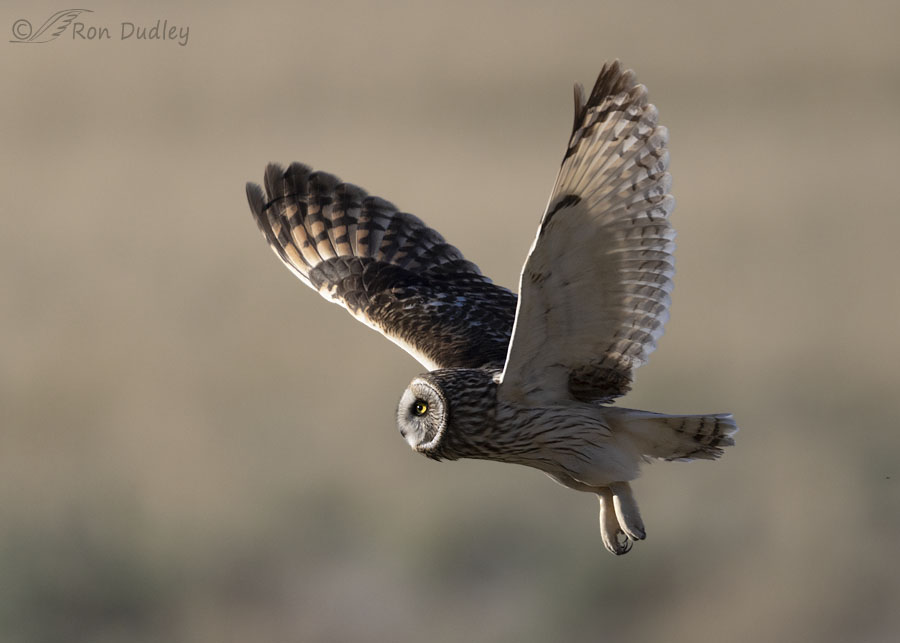 short-eared-owl-3590-ron-dudley
