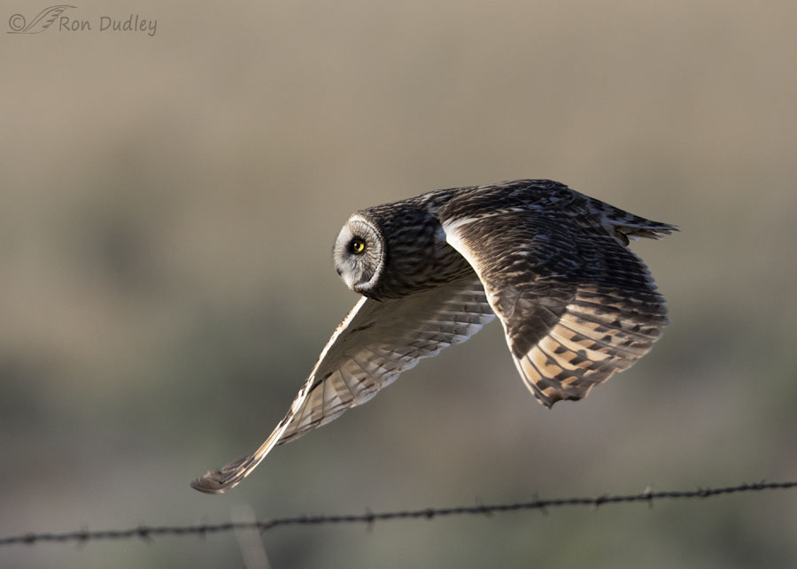 short-eared-owl-3591-ron-dudley