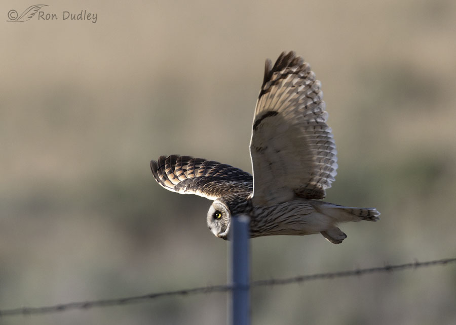 short-eared-owl-3594-ron-dudley