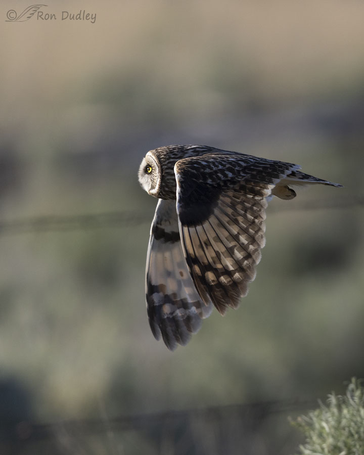 short-eared-owl-3600-ron-dudley