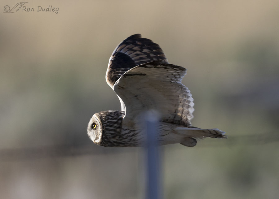 short-eared-owl-3601-ron-dudley