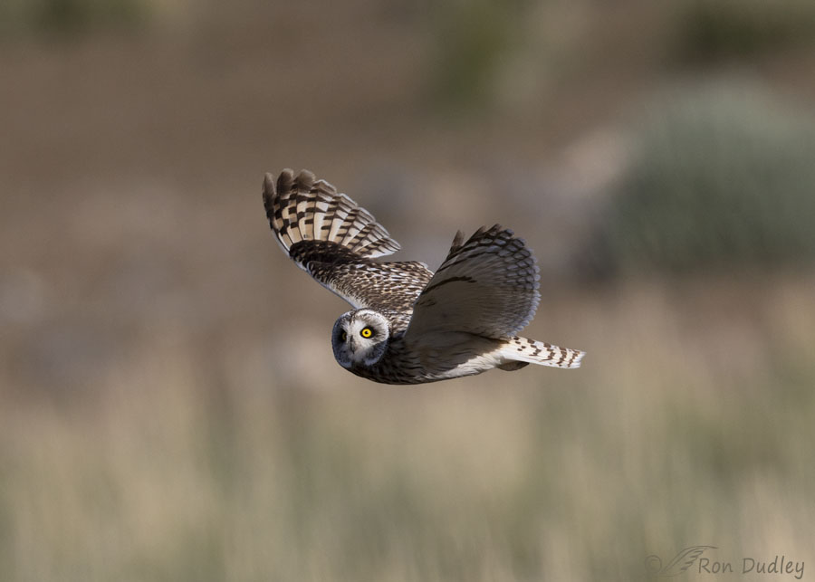short-eared-owl-3941-ron-dudley