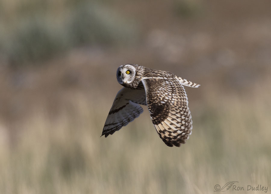 short-eared-owl-3942-ron-dudley