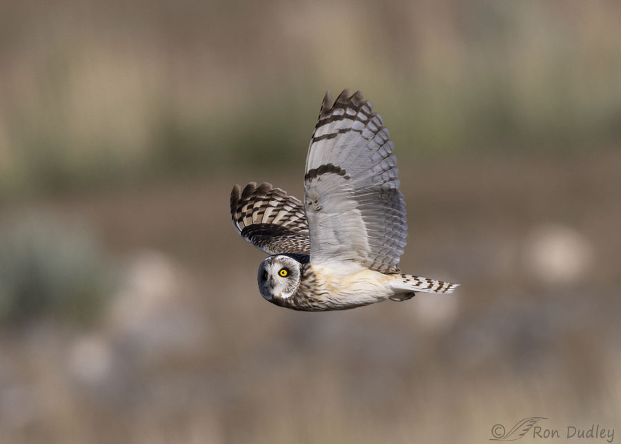 short-eared-owl-3944-ron-dudley