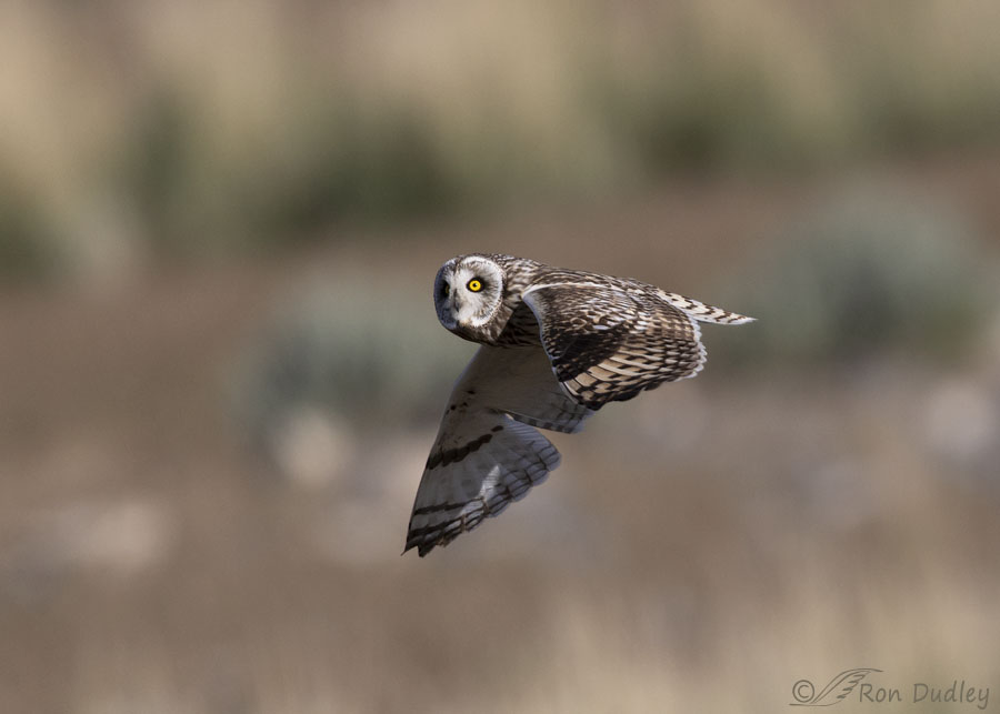 short-eared-owl-3945-ron-dudley