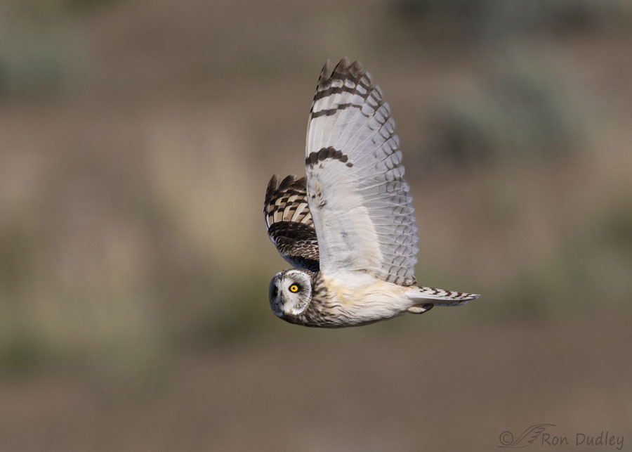 short-eared-owl-3947-ron-dudley