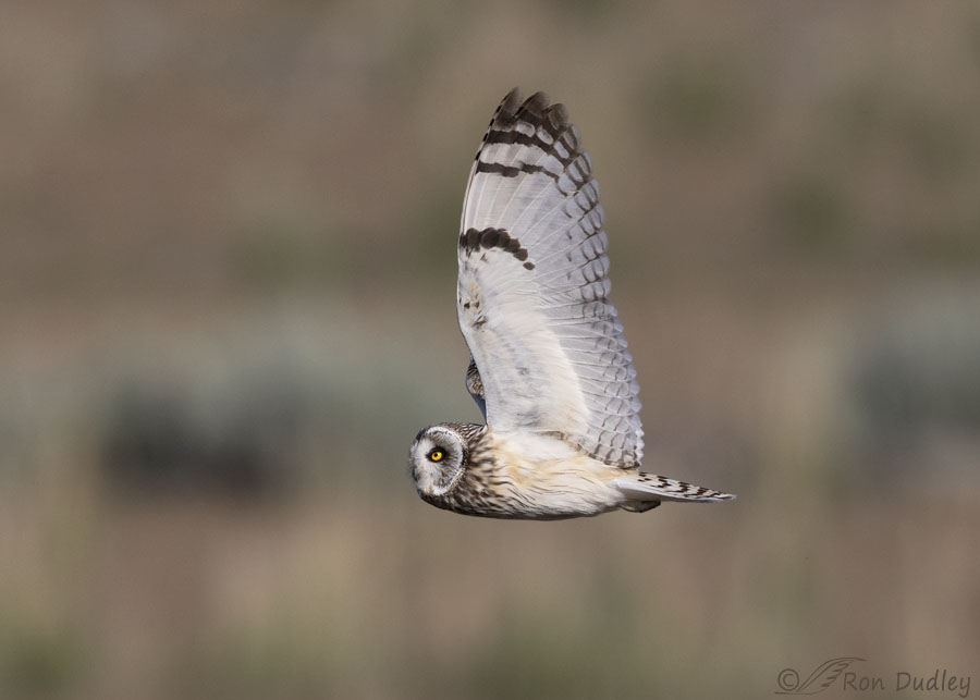 short-eared-owl-3950-ron-dudley