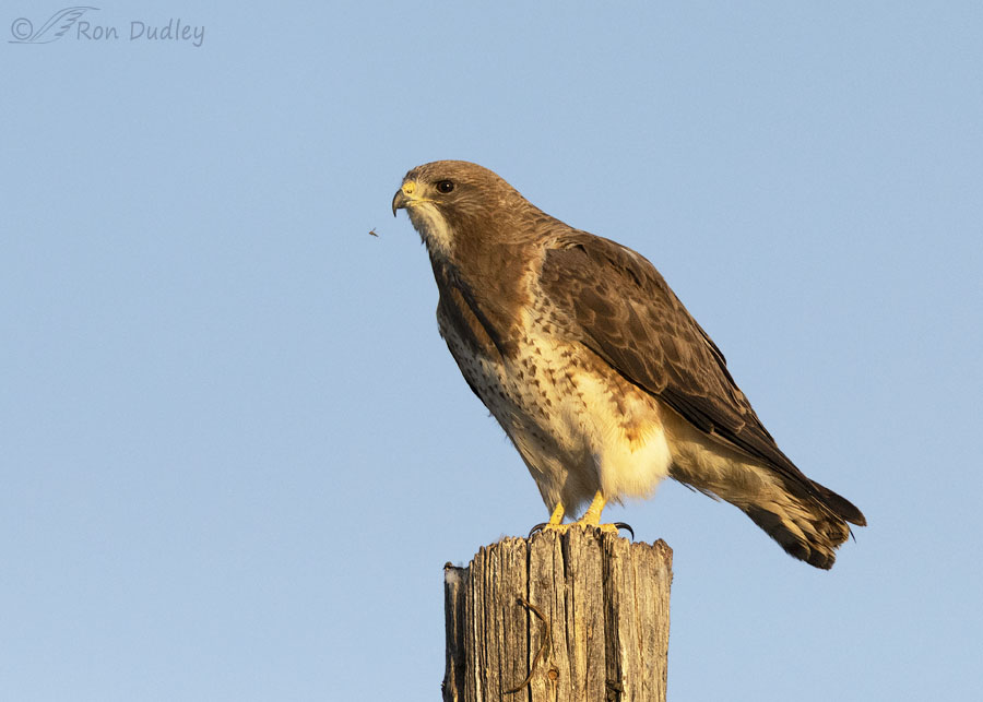 swainsons-hawk-1598b-ron-dudley