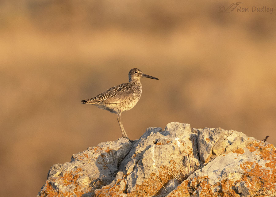 willet-1542b-ron-dudley
