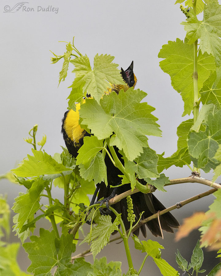 yellow-headed-blackbird-3098b-ron-dudley