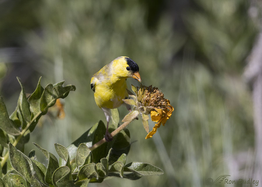 american-goldfinch-4675-ron-dudley