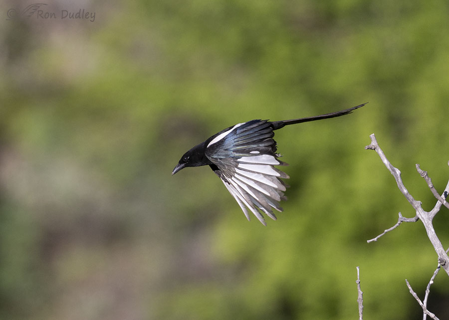 black-billed-magpie-4371-ron-dudley