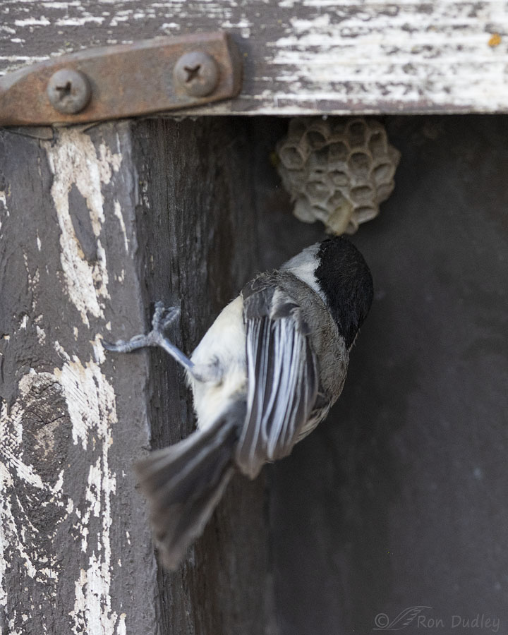 black-capped-chickadee-4940-ron-dudley