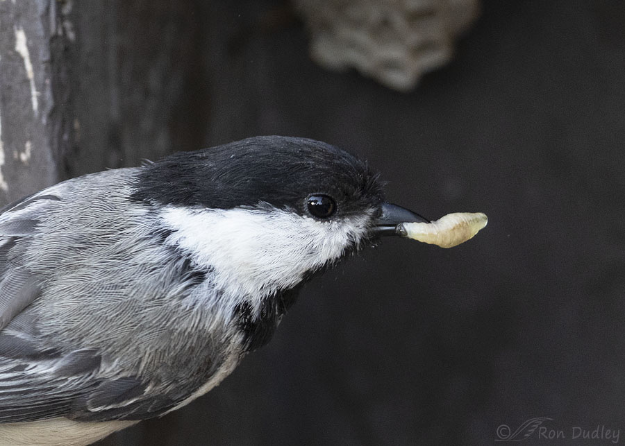 black-capped-chickadee-4946-big-crop-ron-dudley