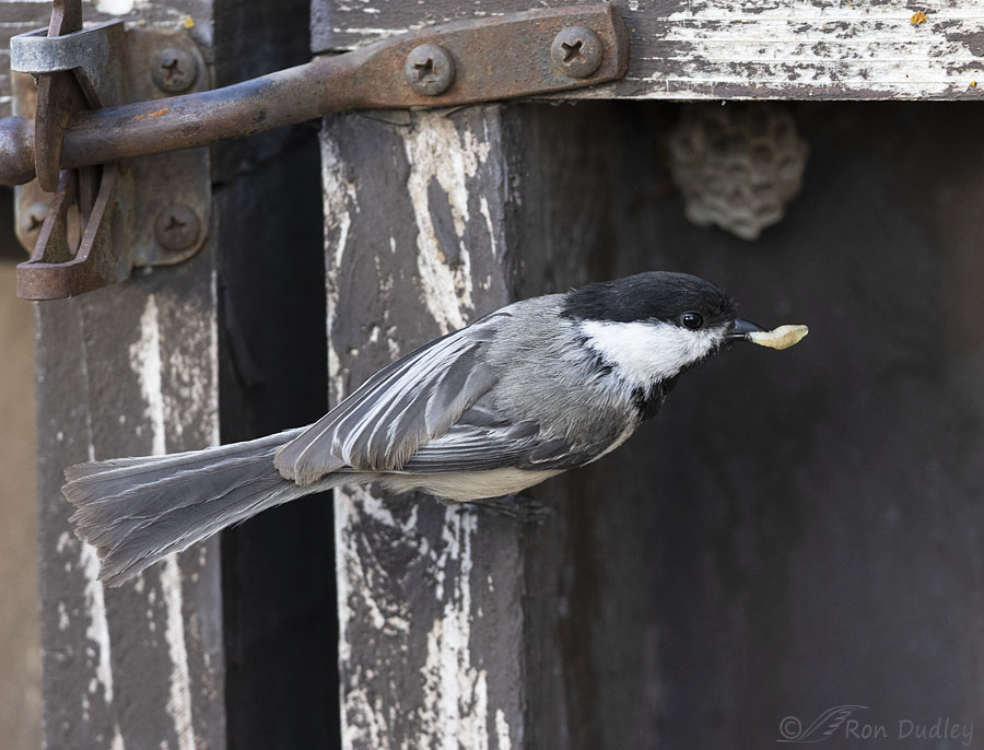 black-capped-chickadee-4946-ron-dudley