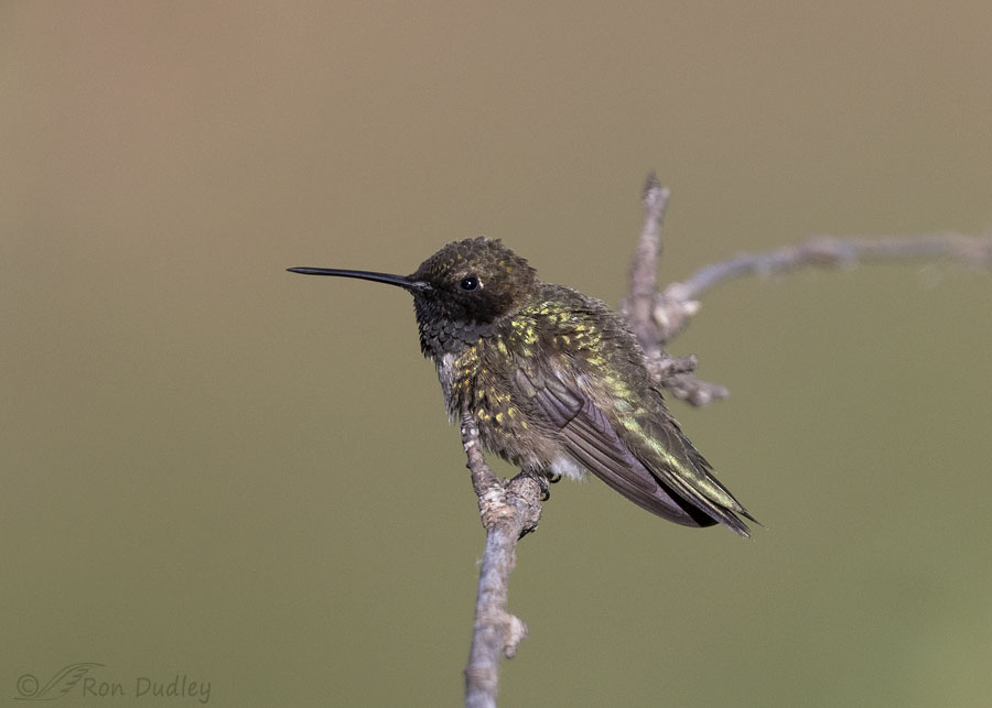 black-chinned-hummingbird-4450-ron-dudley