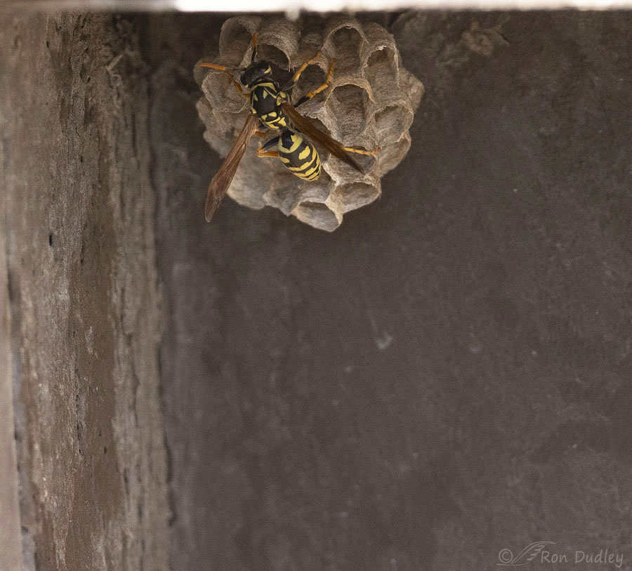 european-paper-wasp-5011b-ron-dudley