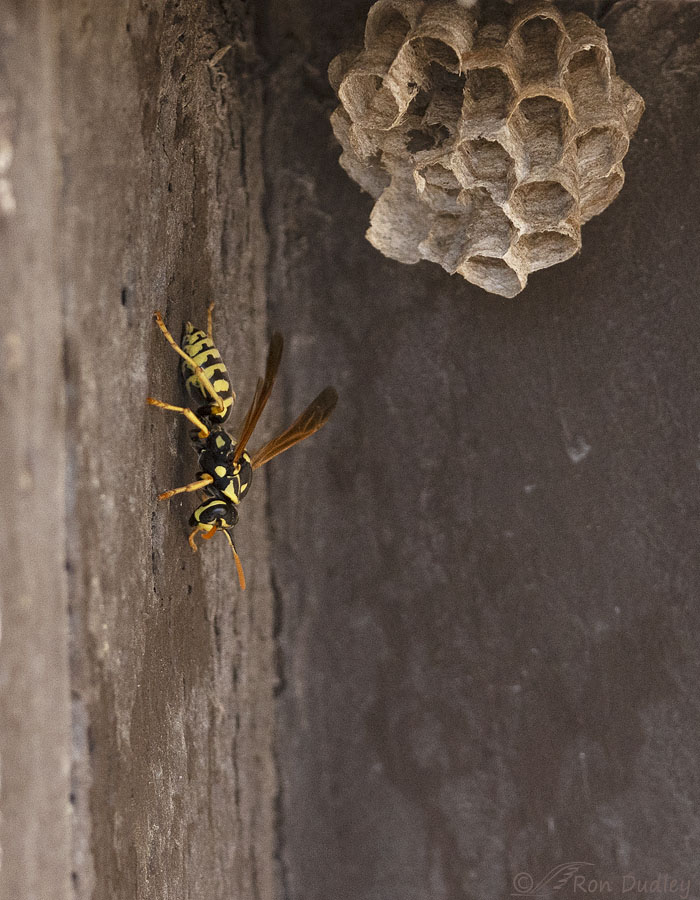 european-paper-wasp-5919 ron dudley