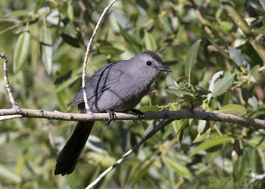 gray-catbird-4560-ron-dudley