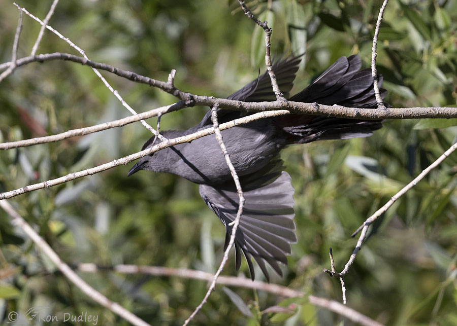 gray-catbird-4569-ron-dudley