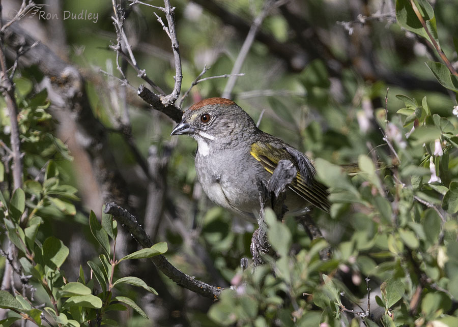 green-tailed-towhee-4855-ron-dudley